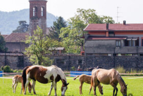 Voglia di tradizione: Ritorna “la Voce del Cavallo”… e riempie di Gioia e Bellezza.