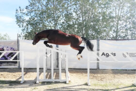Allevamento e sport equestri: a Tanca Regia il 63° Premio Regionale Sardo per oltre 150 puledri di 3 anni organizzato dall’Asvi