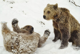 Territorio del trentino ormai in mano ai bracconieri: lupi, volpi, orsi uccisi con il veleno, scuoiati e fucilati 