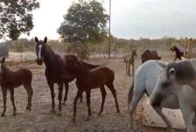 Persano celebra i Puledri della Rinascita