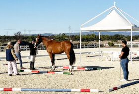Allevamento e sport equestri: al 63° Premio Regionale Sardo per i 3 anni vincono l’anglo araba Giorgina AA e il sella italiano Vera Venere