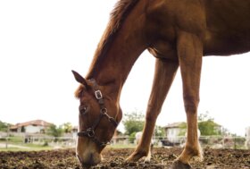 Autunno 🐴🐕🐈 consigli e Accorgimenti per Cavalli Cani e Gatti
