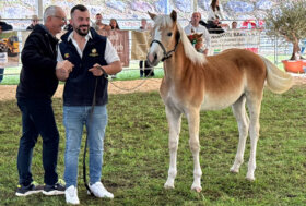 Samolaco, il cuore dell’Haflinger italiano: qualità, passione e tradizione alla 88ª Mostra Interregionale
