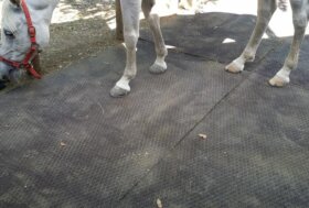 Il pavimento fa la differenza: inizia il 2026 con ECOHORSE